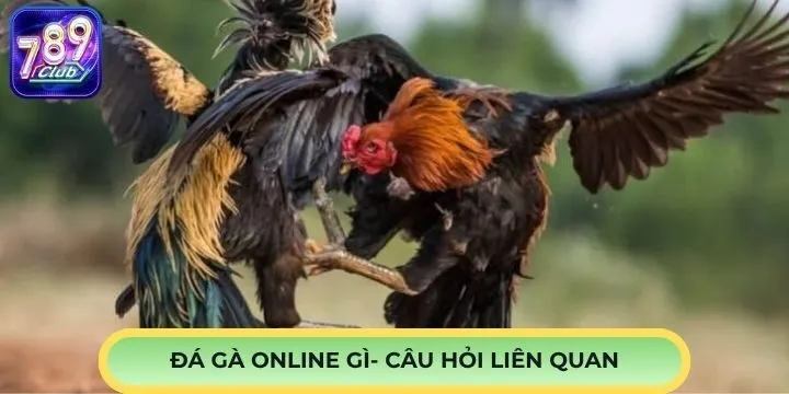 Đá gà online là gì và những câu hỏi liên quan 